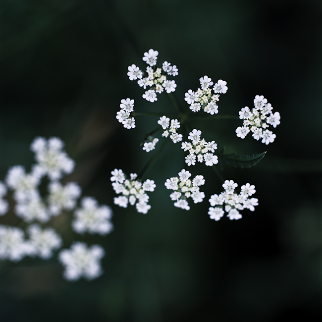 R136-11.jpg